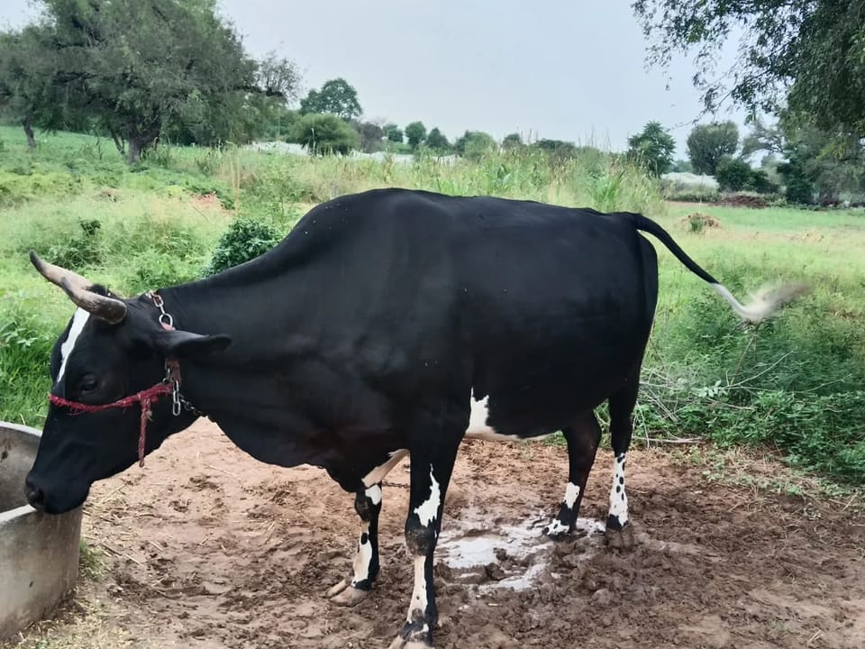 HF Cow H3231 in  RAJASTHAN