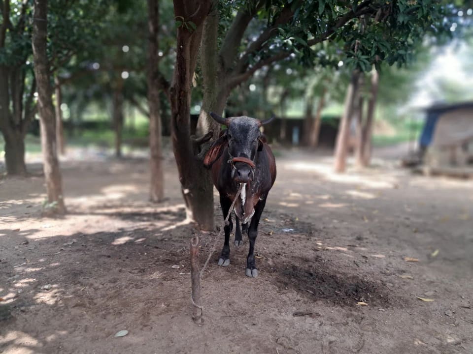 Sahiwal Cow in  CHHATTISGARH
