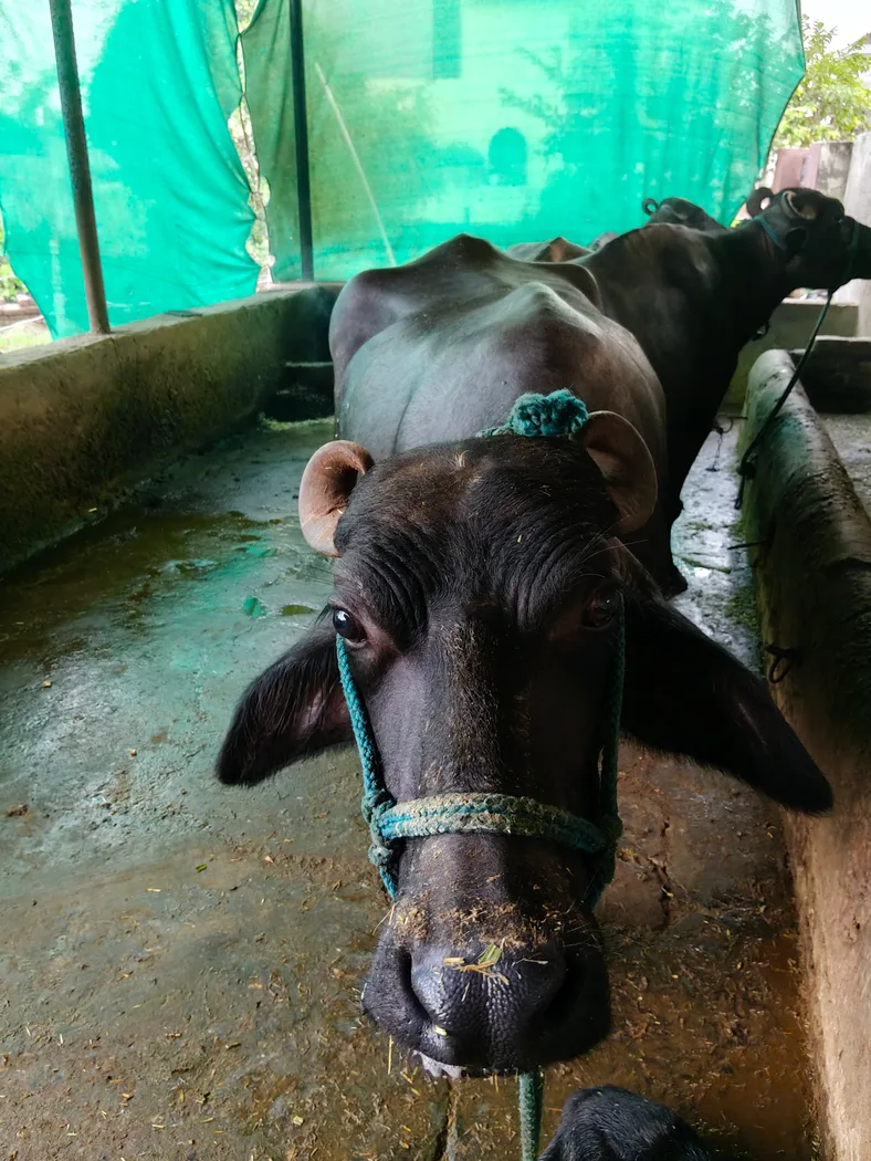 Others Buffalo in  PUNJAB