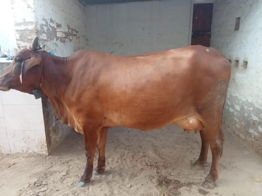 Rathi Cow R0524 in  RAJASTHAN
