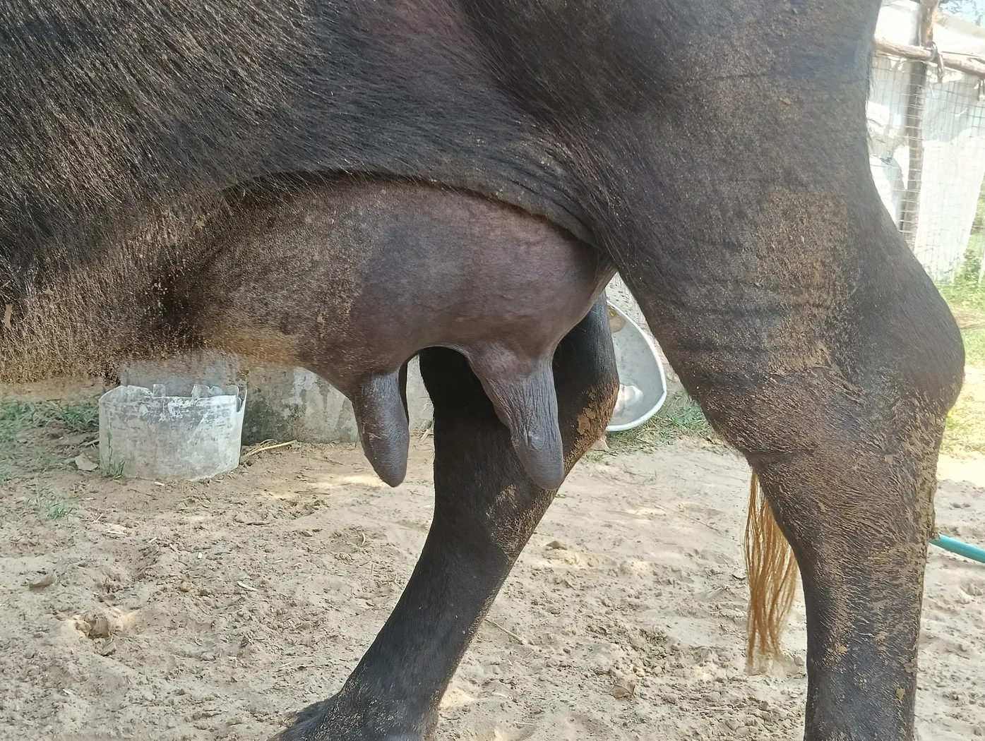 Murrah Buffalo in  RAJASTHAN