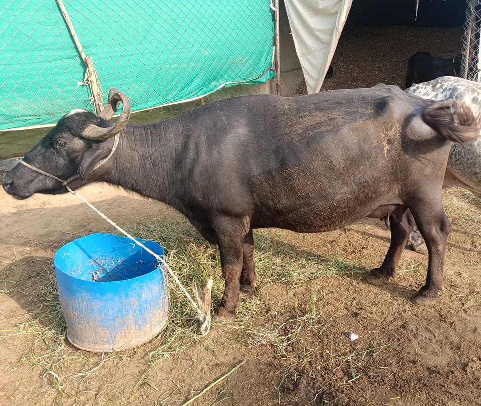 Banni  Buffalo B0553 in  RAJASTHAN