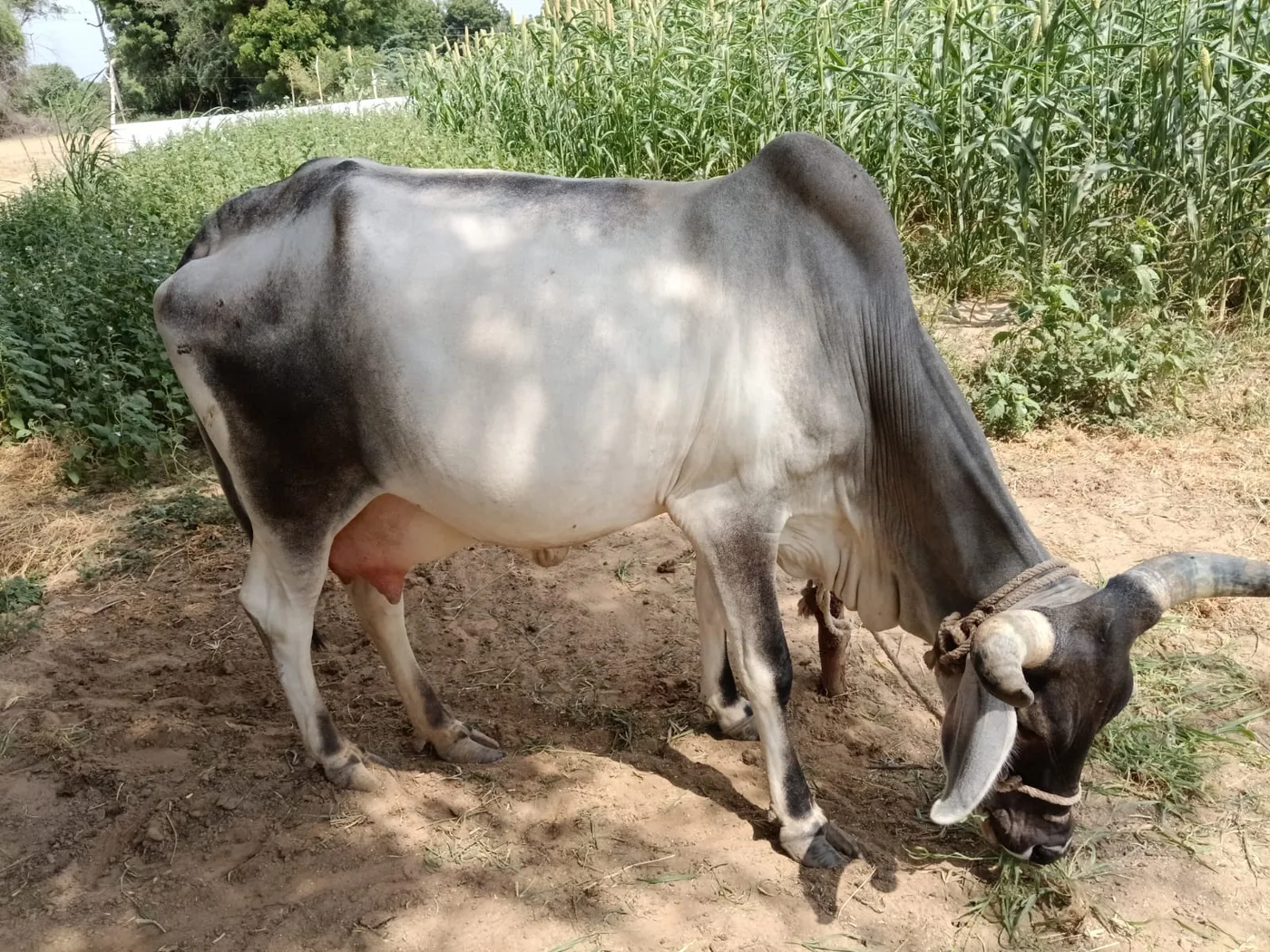 Others Cow in  RAJASTHAN
