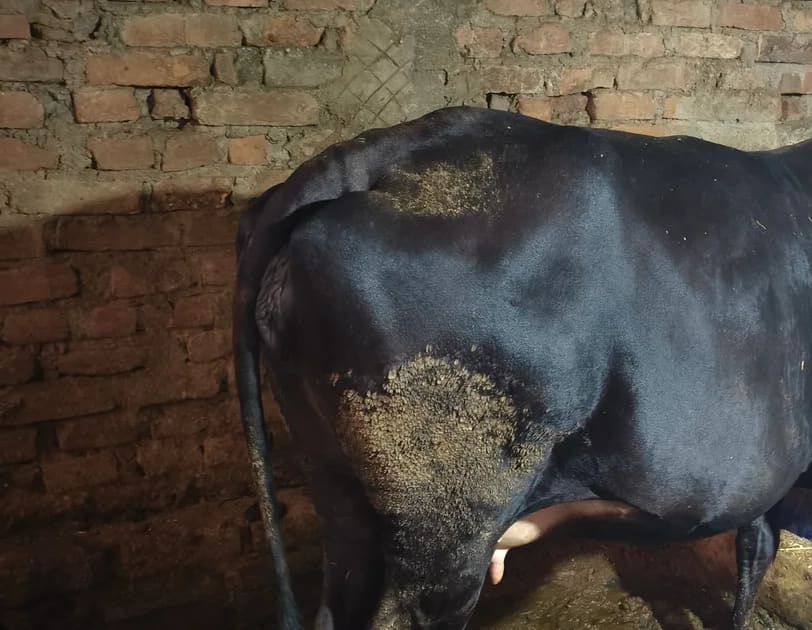 Gir Cow in  BIHAR