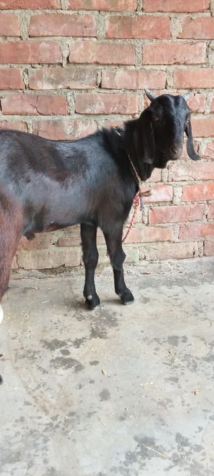 Beetal Goat B0516 in  DELHI