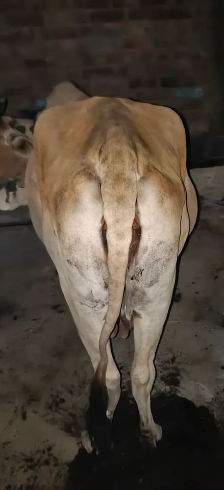 Sahiwal Cow in  BIHAR