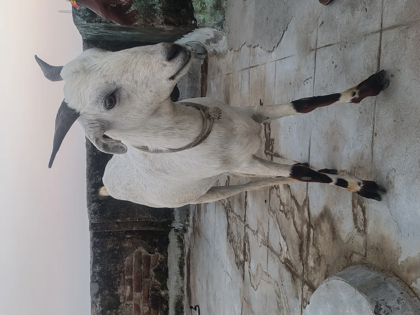 Gujri Goat in  UTTAR PRADESH
