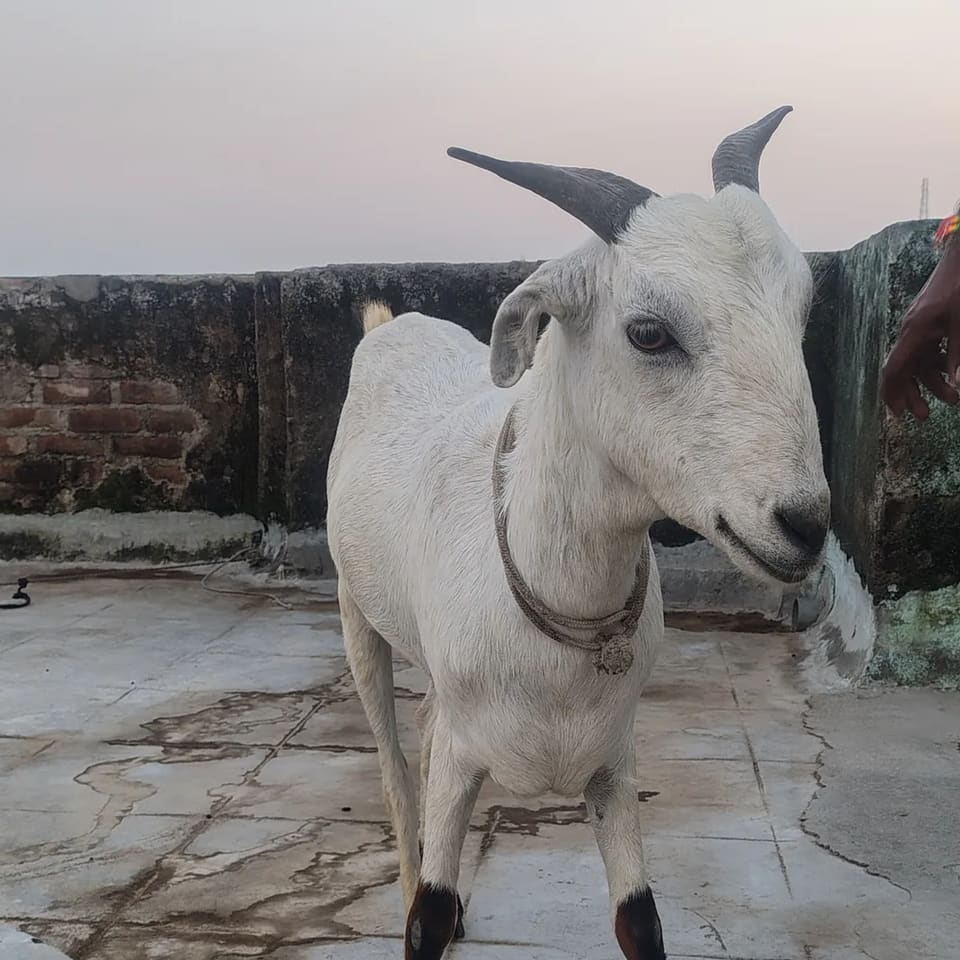 Sirohi Goat S0577 in  UTTAR PRADESH