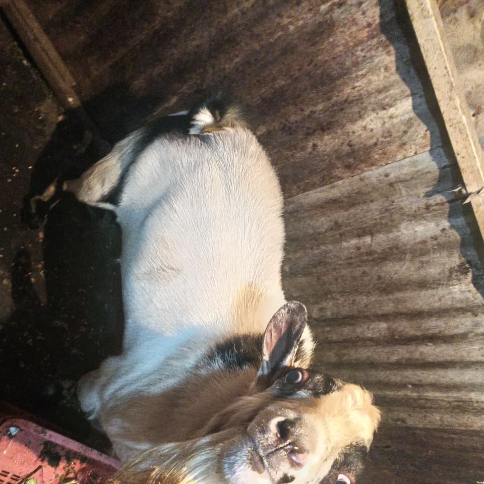 Others Goat in  MAHARASHTRA