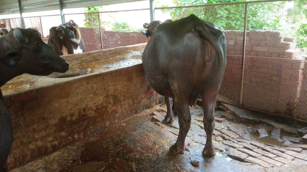 Murrah Buffalo in  UTTAR PRADESH