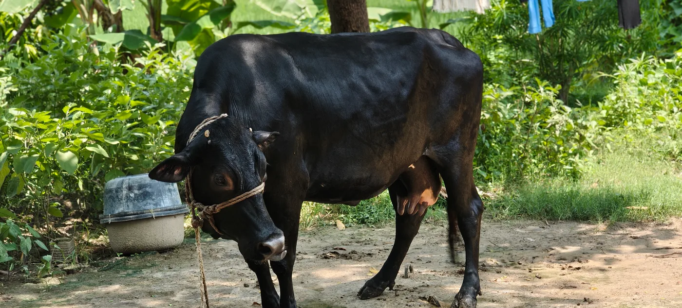 Kapila Cow in  UTTAR PRADESH