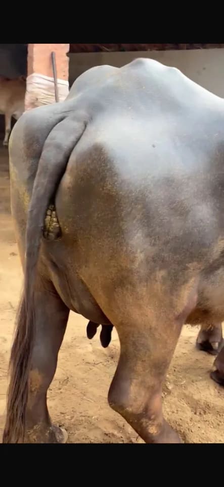 Murrah Buffalo in  RAJASTHAN