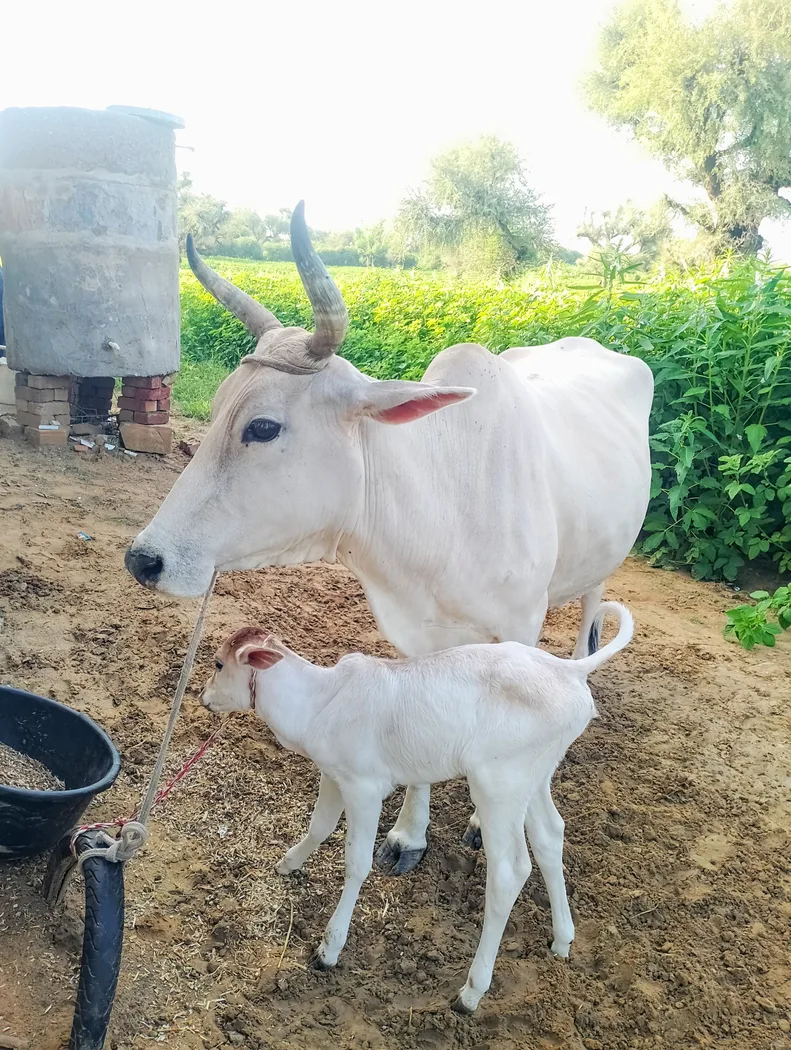 Desi cow Cow O0449 in  RAJASTHAN