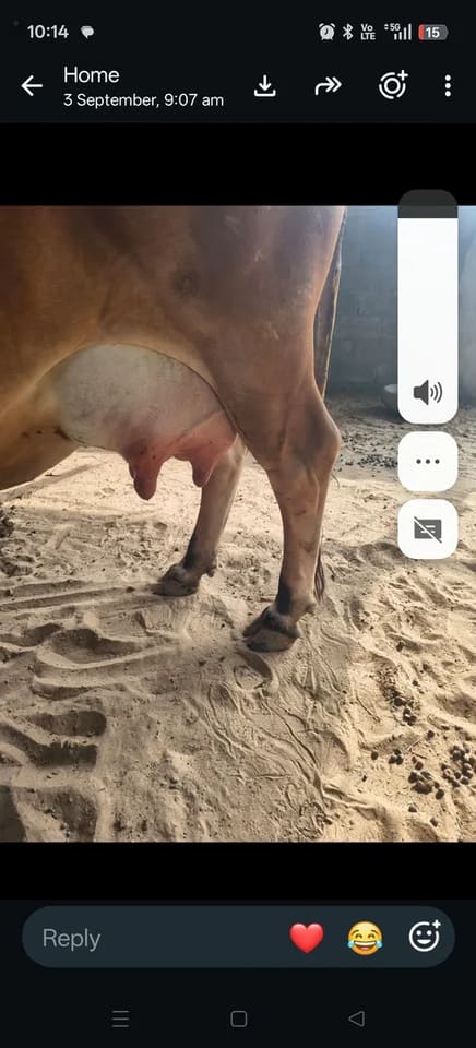 Others Cow in  RAJASTHAN