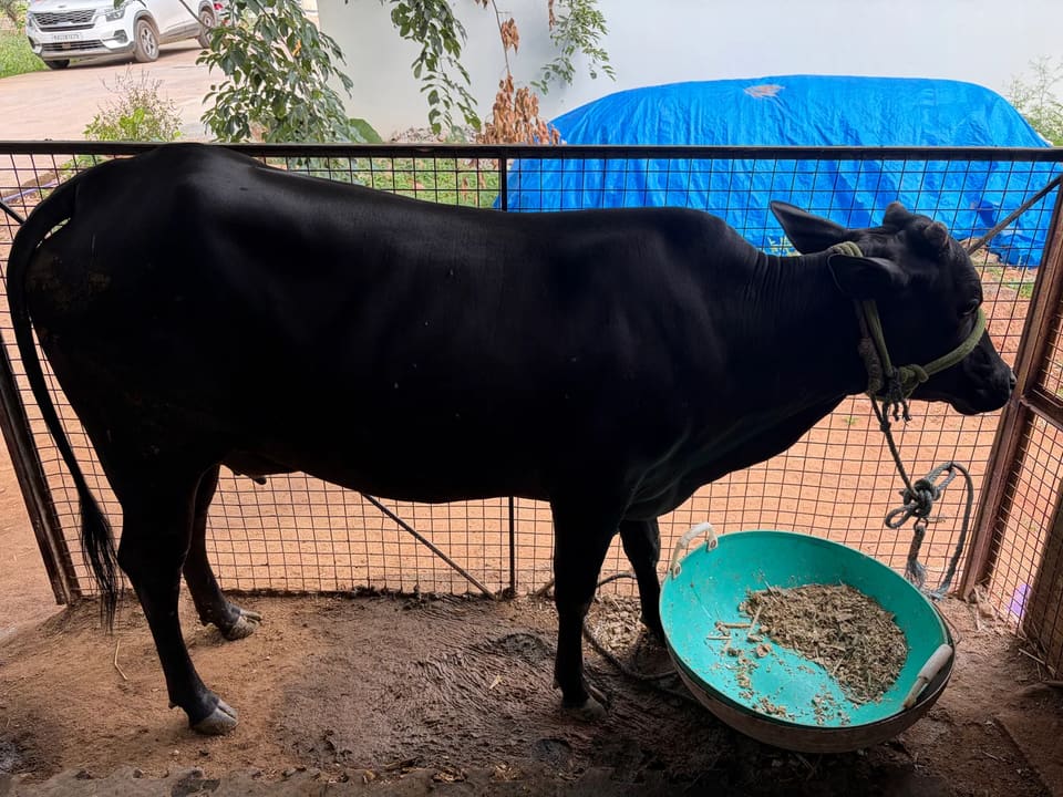 Others Cow in  KARNATAKA