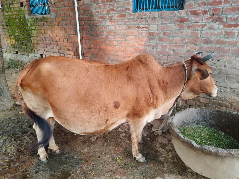 Sahiwal cross beed cross O0582 in  UTTAR PRADESH