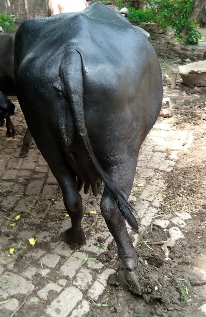 Murrah Buffalo in  UTTAR PRADESH