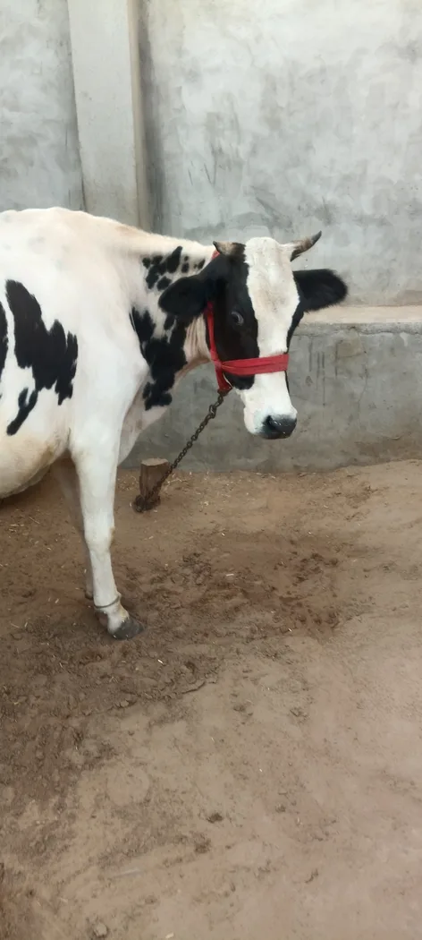 HF Cow H3302 in  RAJASTHAN