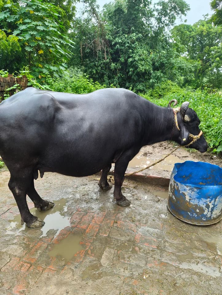 Murrah Buffalo in  UTTAR PRADESH