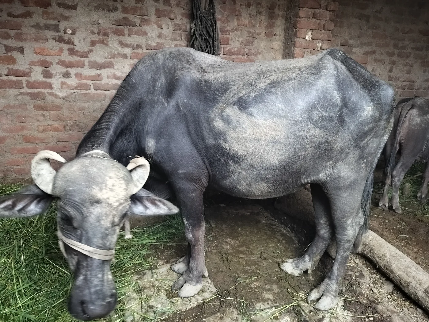 Murrah Buffalo in  RAJASTHAN