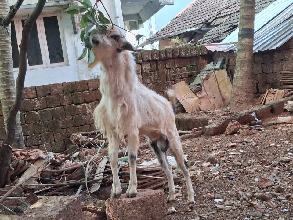 Malabari Goat in  KARNATAKA