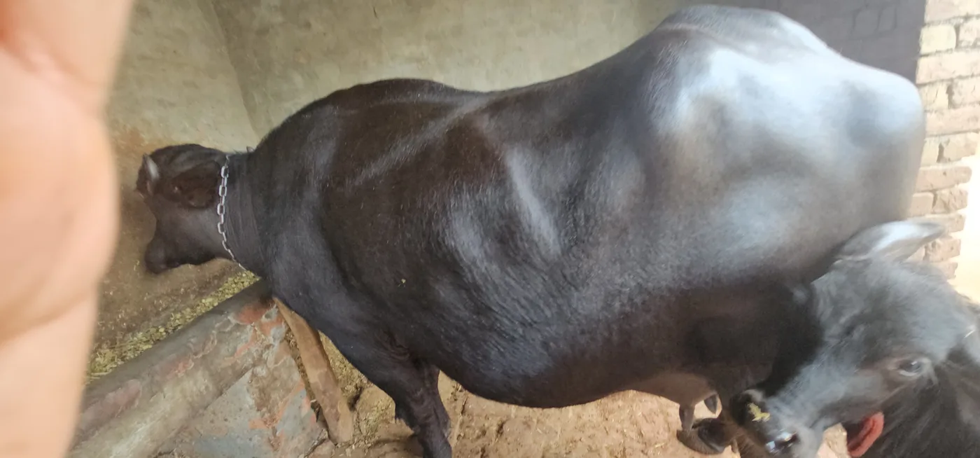 Jafarabadi Buffalo in  HARYANA
