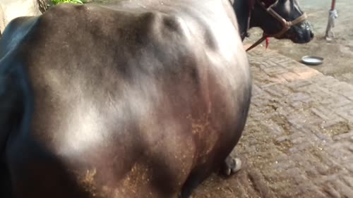 Murrah Buffalo M5117 in  UTTAR PRADESH