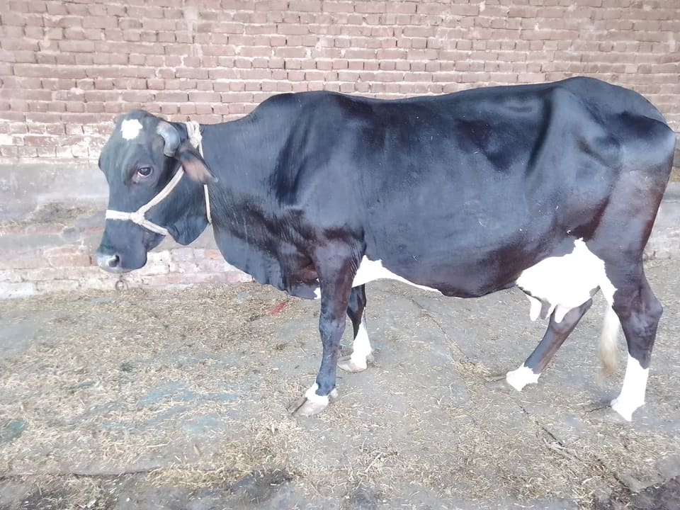 Hf cross Cow O0600 in PUNJAB
