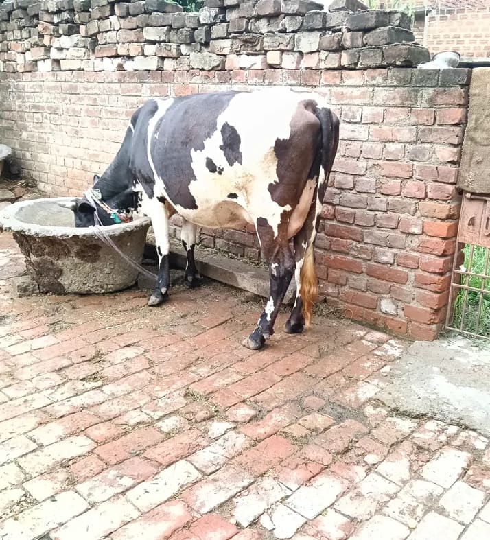 HF Cow H3244 in  BIHAR