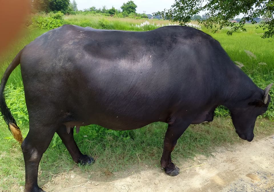 Others Buffalo in  UTTAR PRADESH