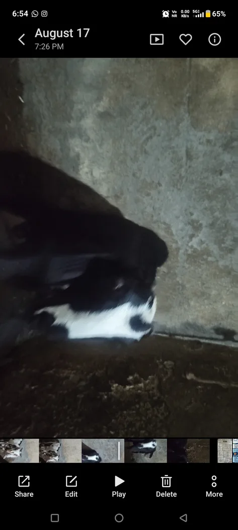 Jamunapari Goat in  PUNJAB