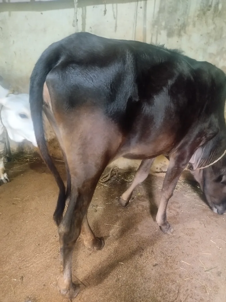 Others Cow in  ODISHA