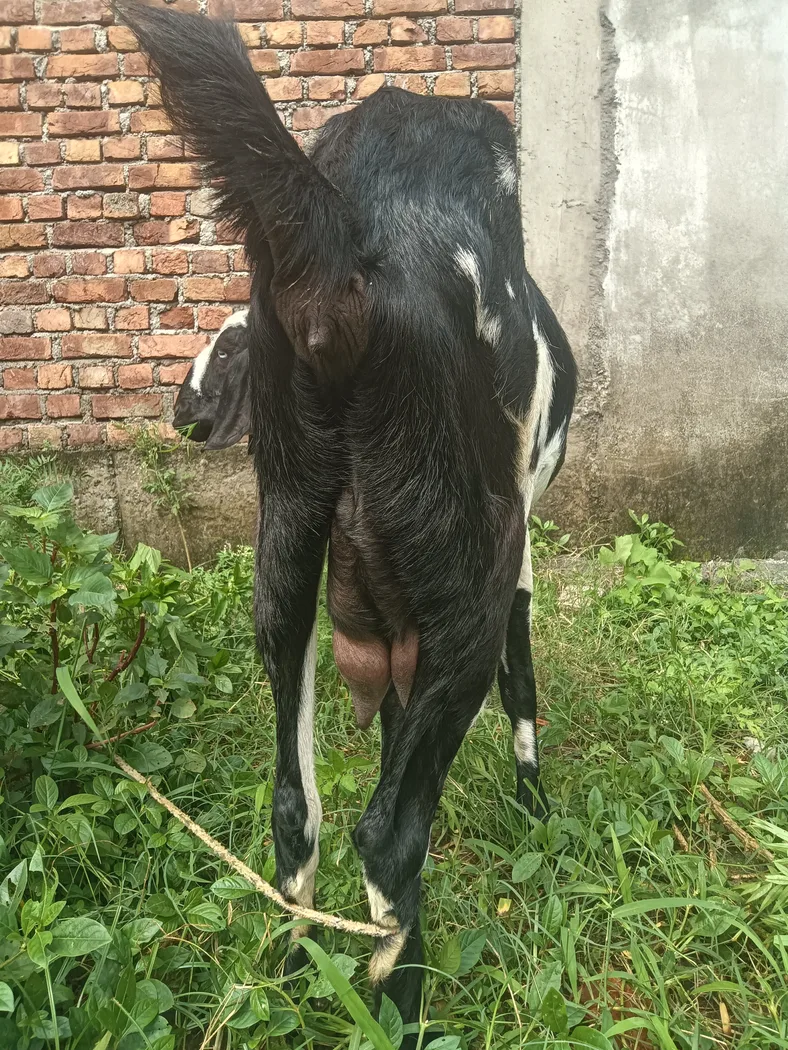 Others Goat in  UTTARAKHAND