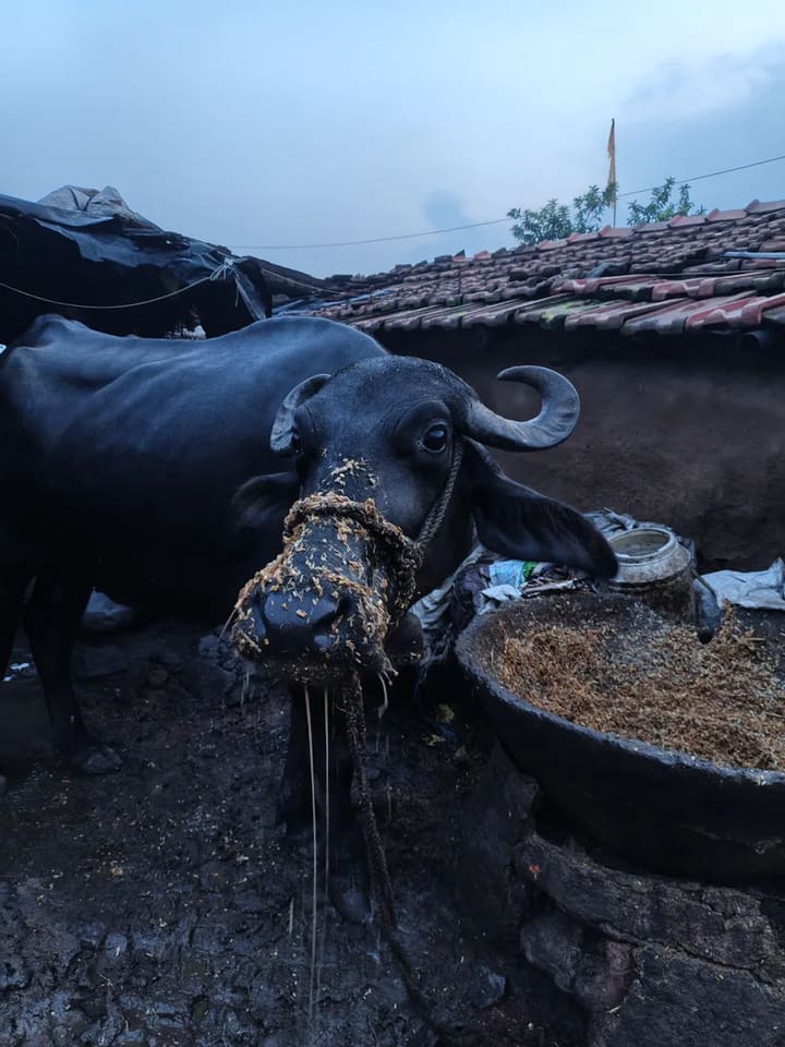 Murrah Buffalo in  JHARKHAND
