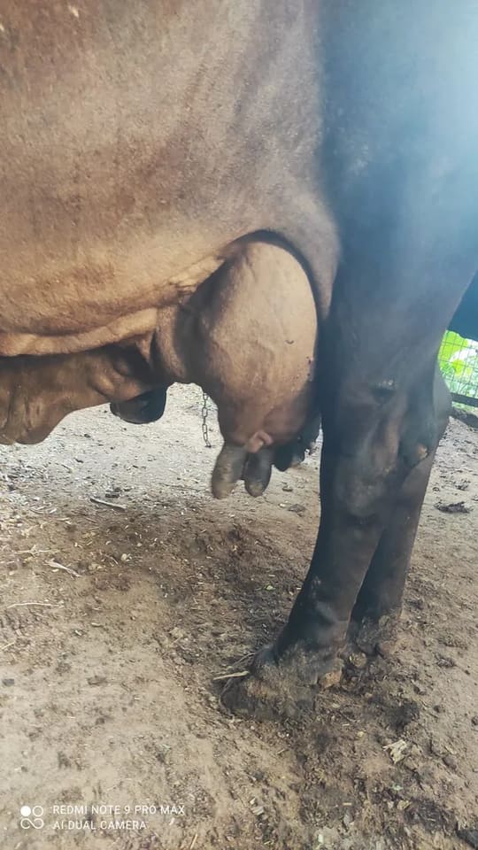 Sahiwal Cow in  RAJASTHAN