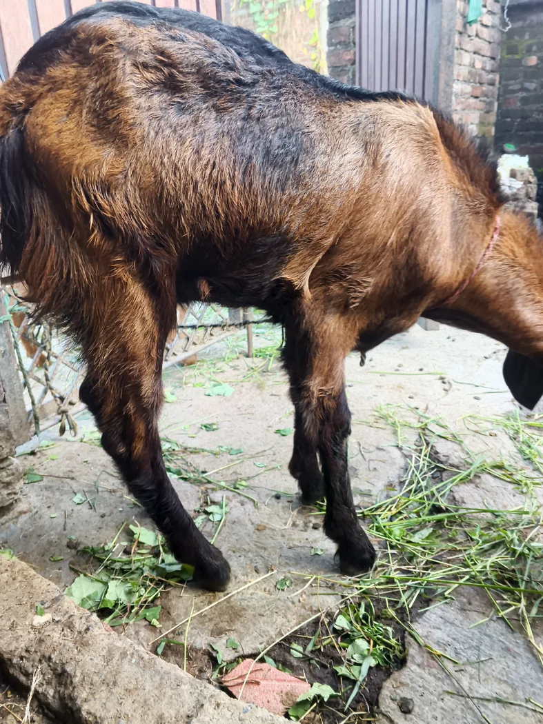 in UTTARAKHAND