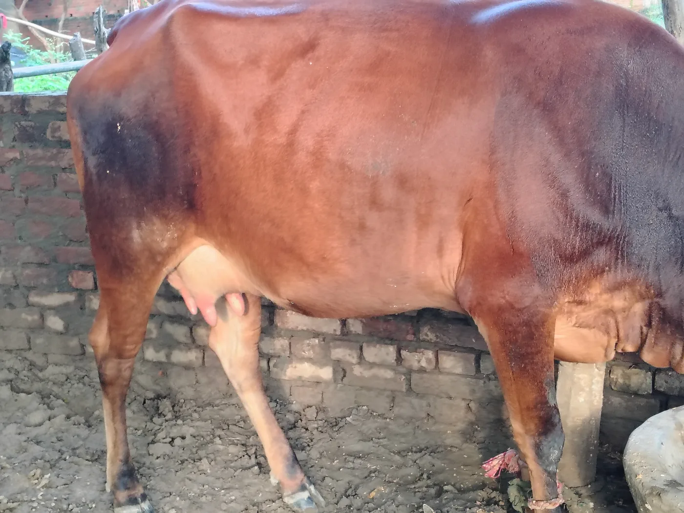 Sindhi Cow in  UTTAR PRADESH
