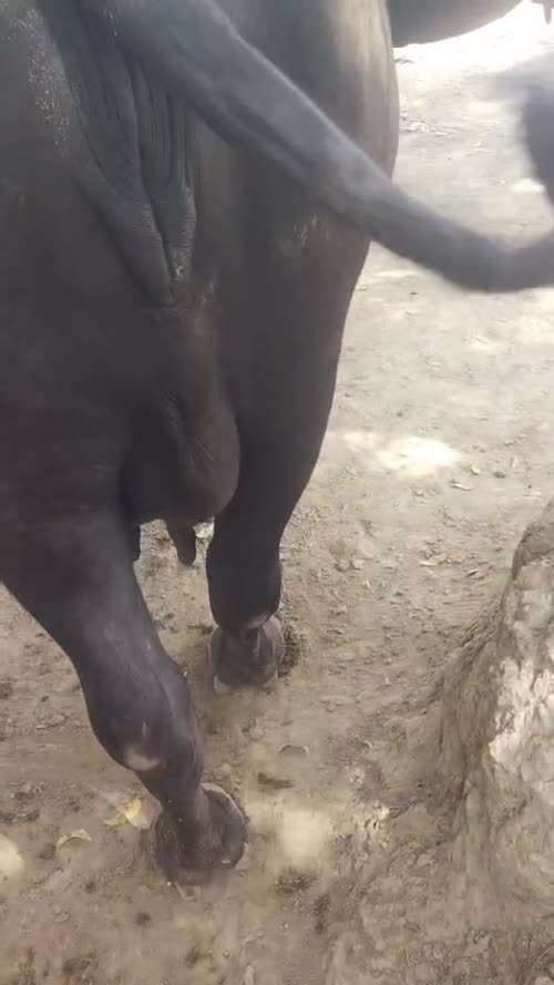 Murrah Buffalo M5291 in  MADHYA PRADESH
