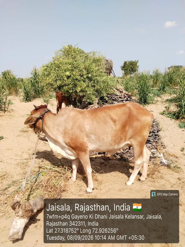 Sahiwal Cow S1912 in  RAJASTHAN