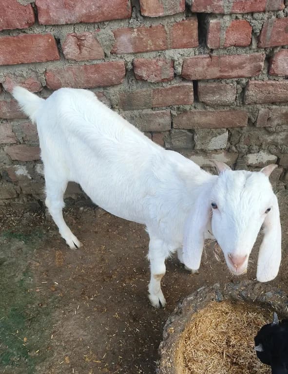 Black Bengal Goat in  UTTAR PRADESH