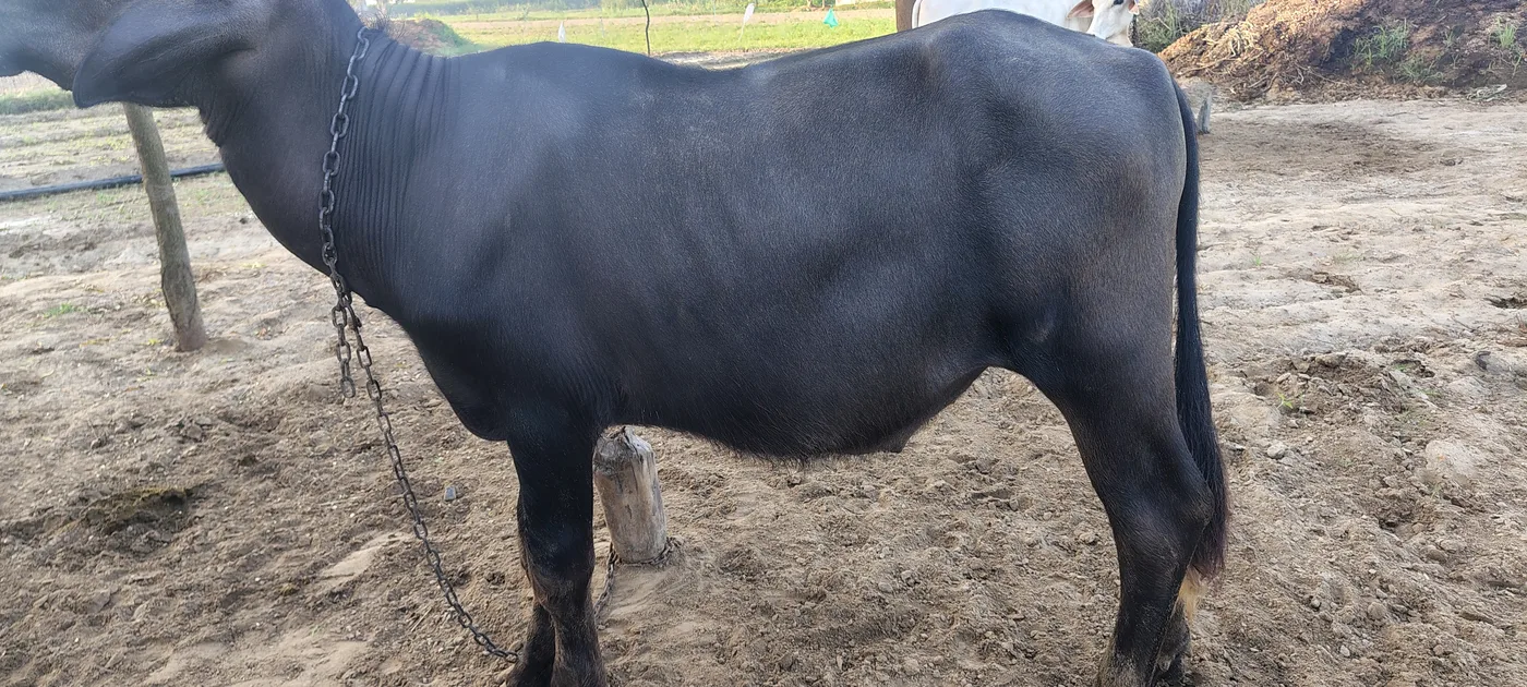 Pure murra Padda O0886 in  RAJASTHAN