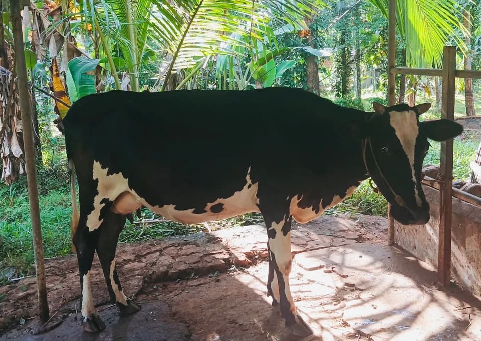 HF Cow in  KERALA
