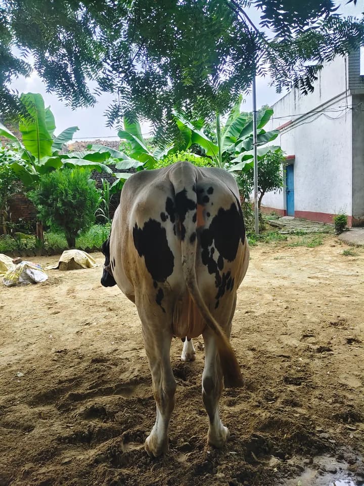 HF Cow in  UTTAR PRADESH