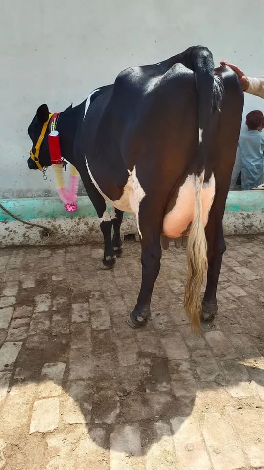 Sahiwal Cow S1936 in  RAJASTHAN