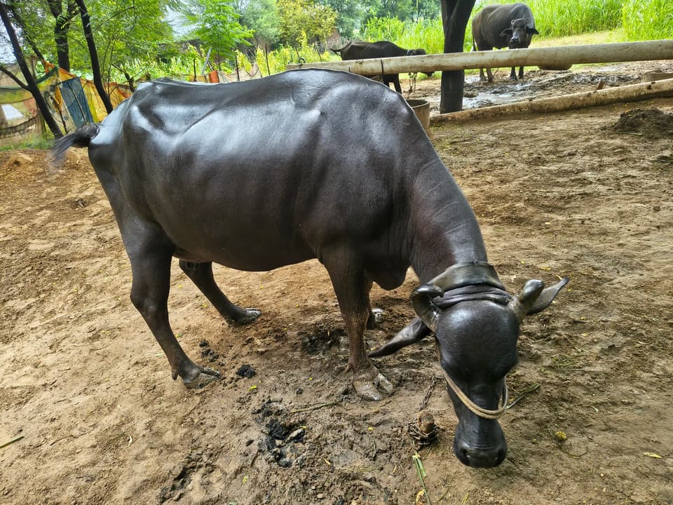 Murrah Buffalo M5082 in  RAJASTHAN