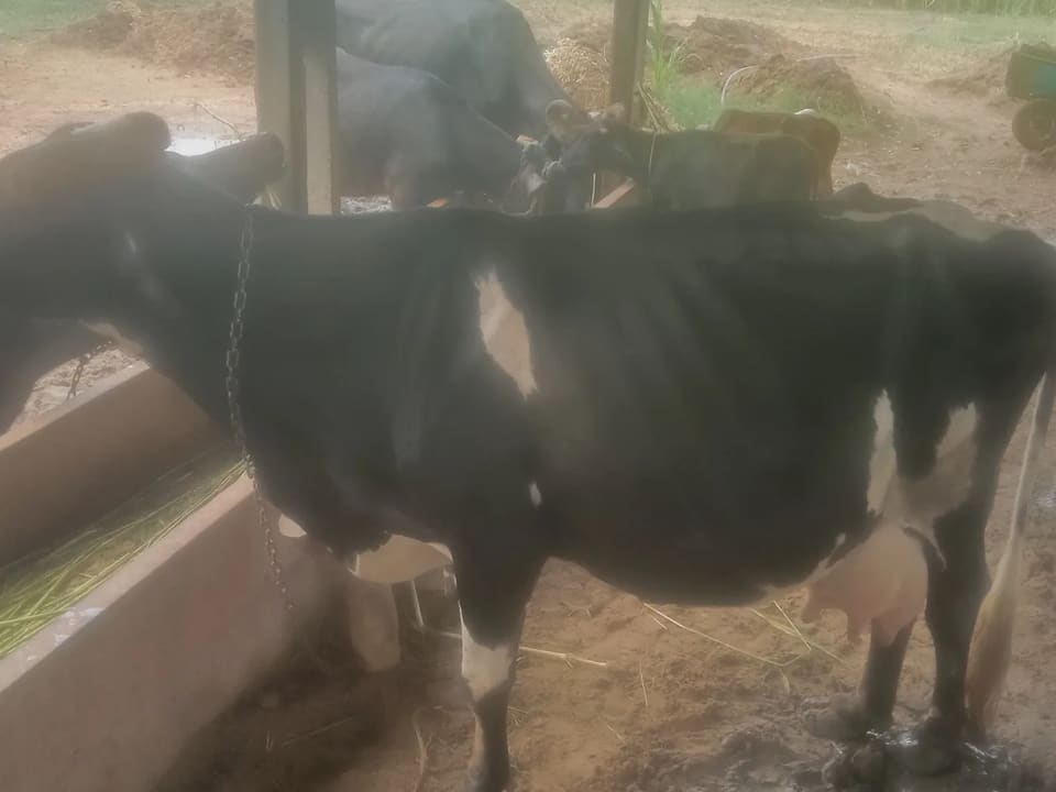 HF Cow H3217 in  GUJARAT