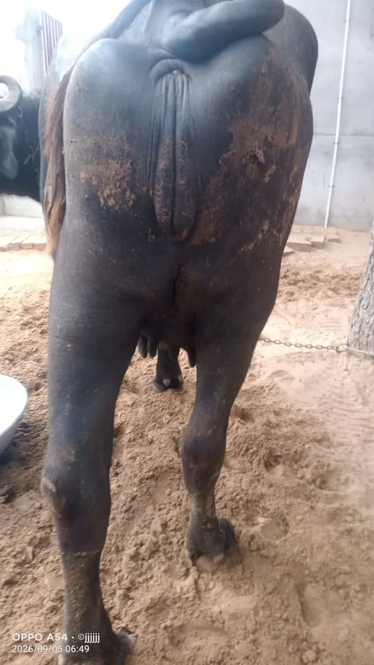 Others Buffalo in  RAJASTHAN