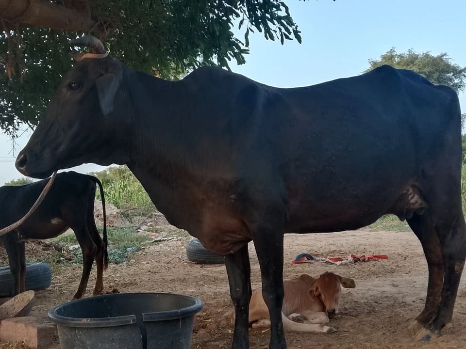 Rathi Cow R0508 in  RAJASTHAN