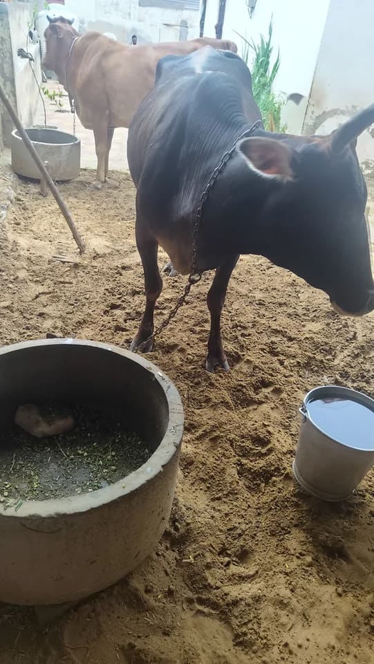 Sahiwal Cow in  RAJASTHAN