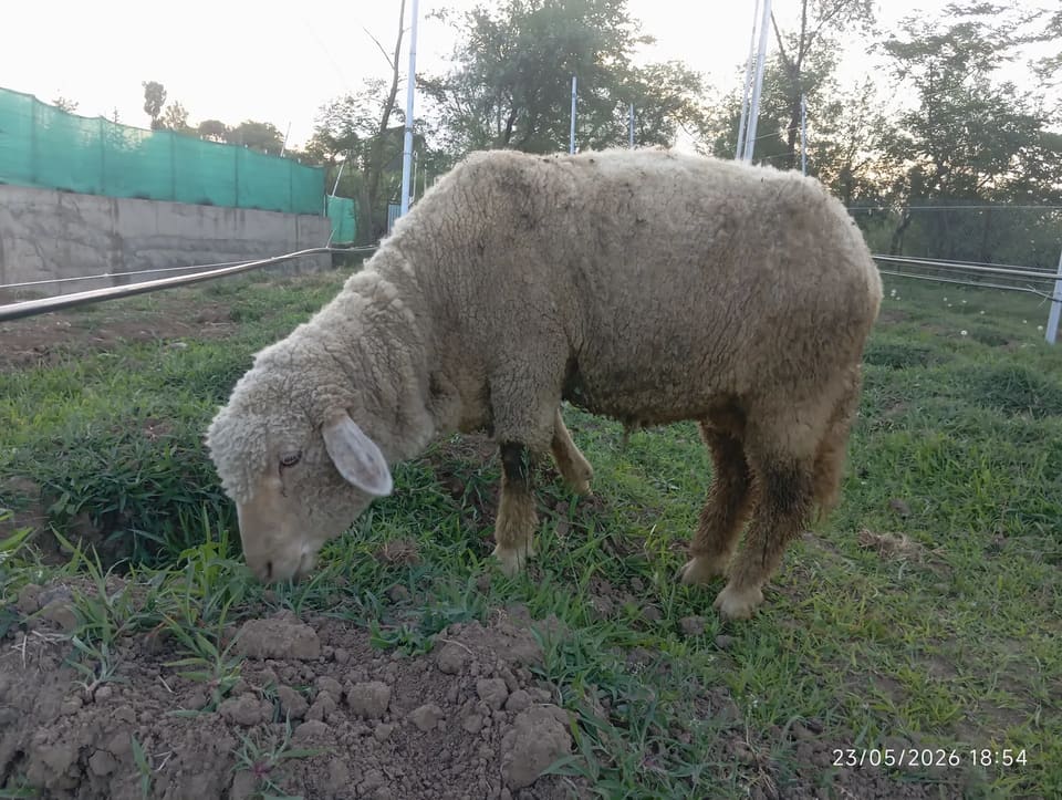 Pulwama special breed female sheep Sheep O0094 in  JAMMU AND KASHMIR